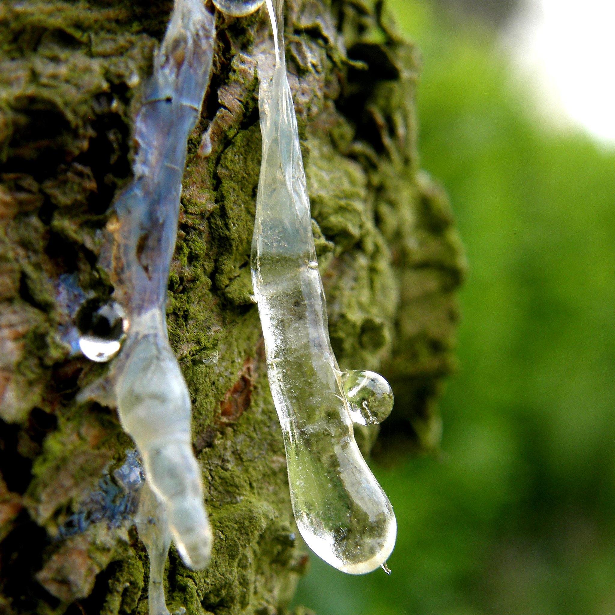 Le mystère et la beauté de la résine d'arbre le mystere et la beaute de la resine d arbre 11 le-mystere-et-la-beaute-de-la-resine-d-arbre-11