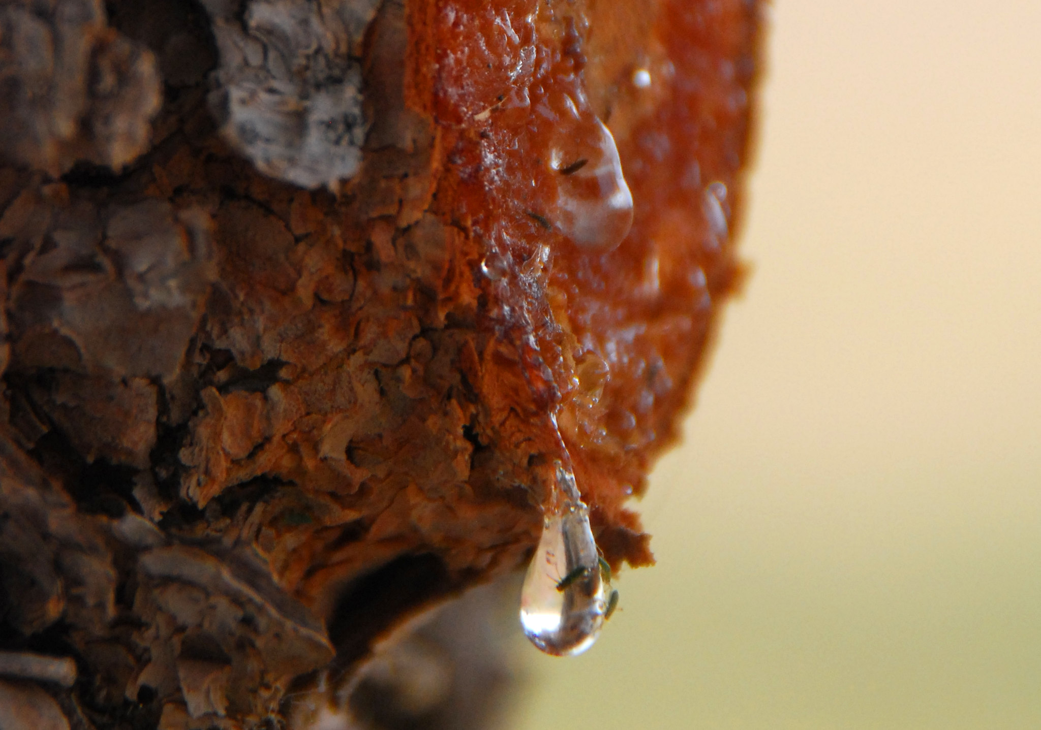 Le mystère et la beauté de la résine d'arbre le mystere et la beaute de la resine d arbre 13 le-mystere-et-la-beaute-de-la-resine-d-arbre-13