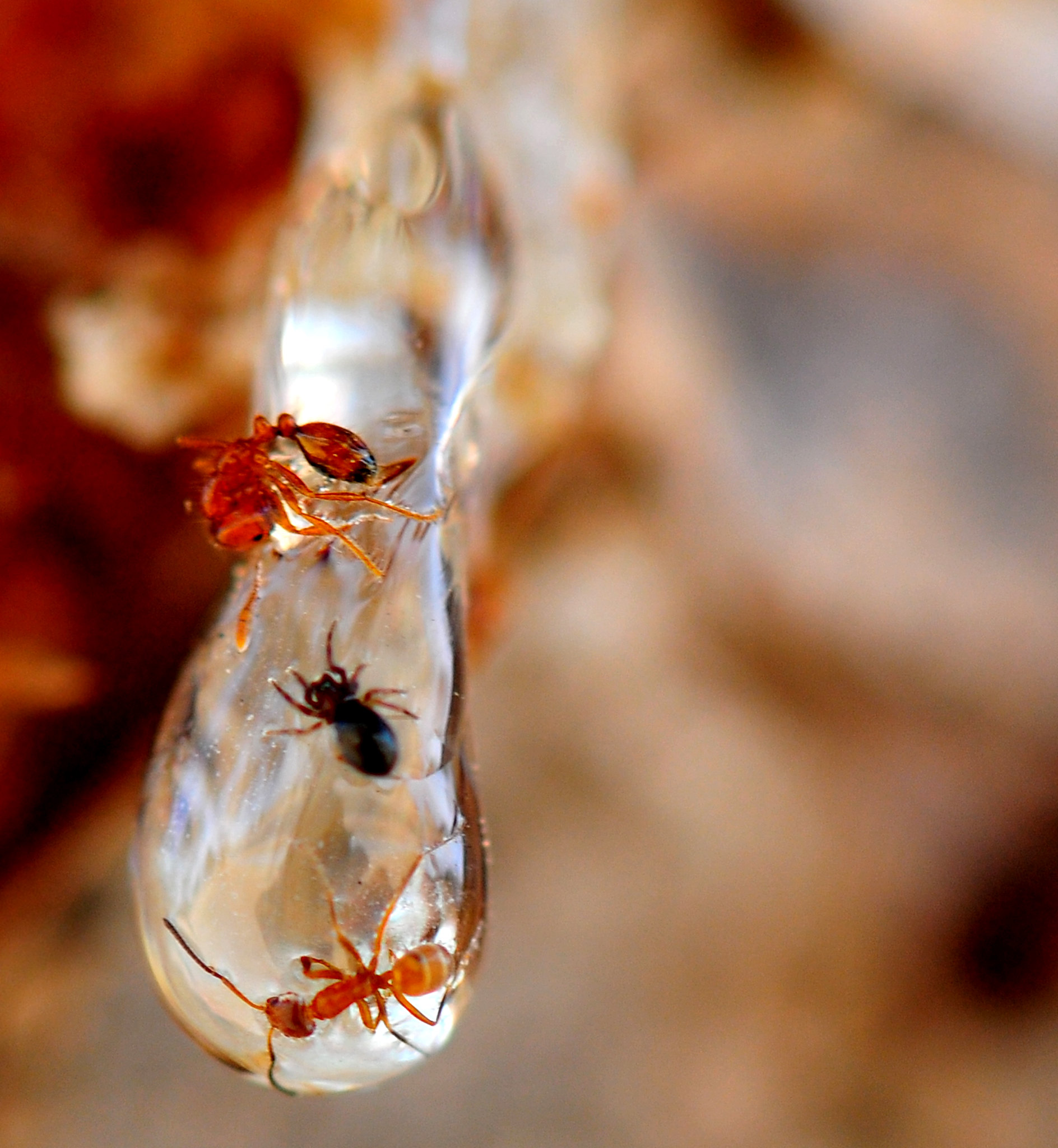 Le mystère et la beauté de la résine d'arbre le mystere et la beaute de la resine d arbre 2 le-mystere-et-la-beaute-de-la-resine-d-arbre-2