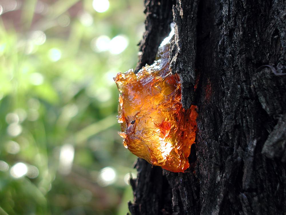 Le mystère et la beauté de la résine d'arbre le mystere et la beaute de la resine d arbre 3 le-mystere-et-la-beaute-de-la-resine-d-arbre-3