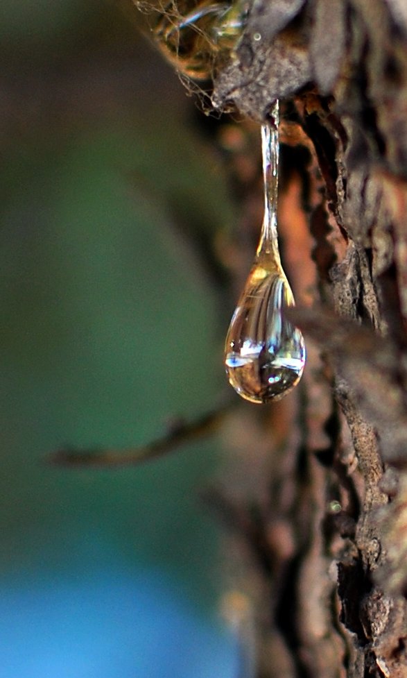Le mystère et la beauté de la résine d'arbre le mystere et la beaute de la resine d arbre 4 le-mystere-et-la-beaute-de-la-resine-d-arbre-4