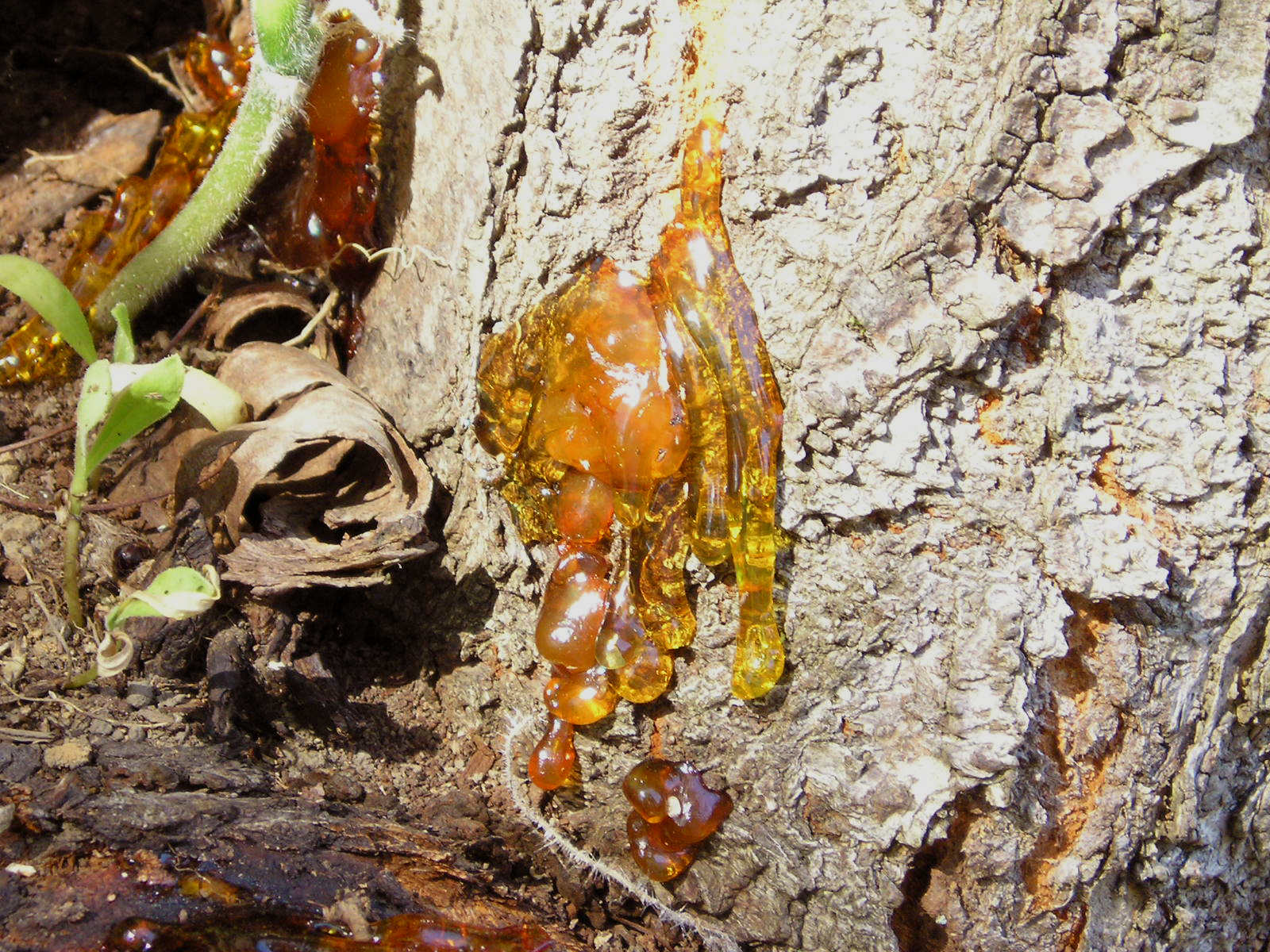 Le mystère et la beauté de la résine d'arbre le mystere et la beaute de la resine d arbre 6 le-mystere-et-la-beaute-de-la-resine-d-arbre-6.