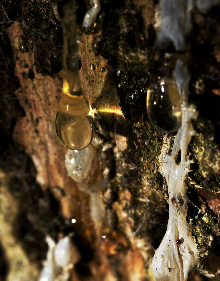 Le mystère et la beauté de la résine d'arbre le mystere et la beaute de la resine d arbre 7 le-mystere-et-la-beaute-de-la-resine-d-arbre-7