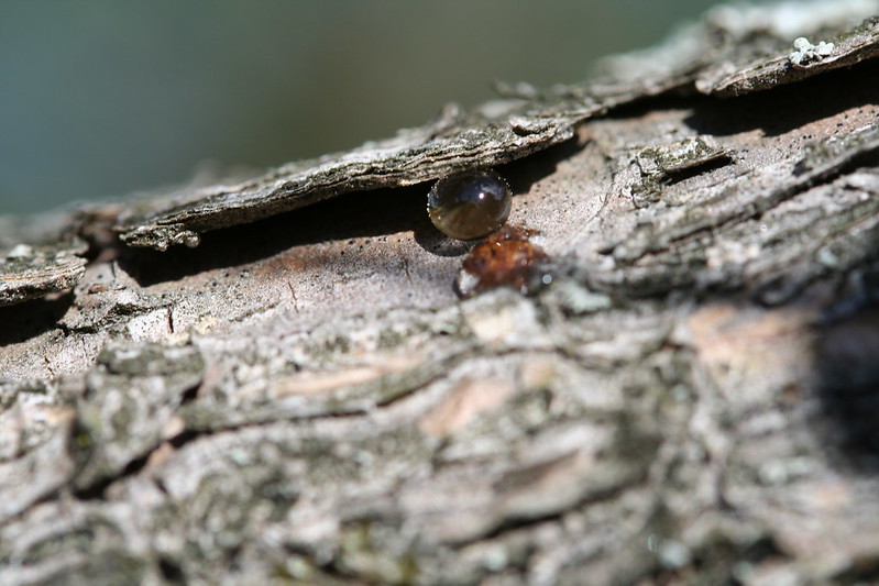 Le mystère et la beauté de la résine d'arbre le mystere et la beaute de la resine d arbre 9 le-mystere-et-la-beaute-de-la-resine-d-arbre-9