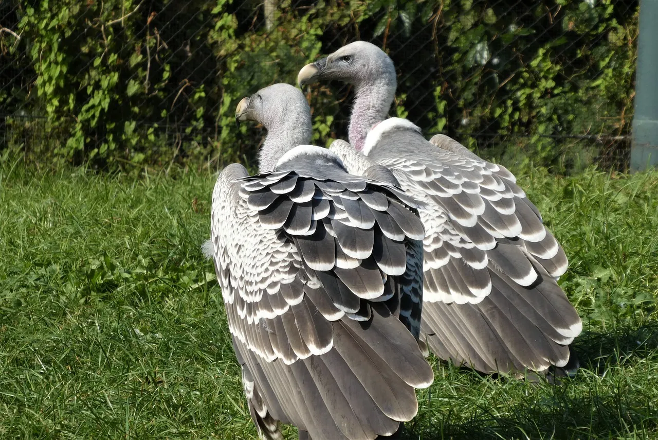 Le vautour de Rüppell peut voler aussi haut qu'un avion le vautour de ruppell peut voler aussi haut quun avion 5 le-vautour-de-ruppell-peut-voler-aussi-haut-quun-avion-5