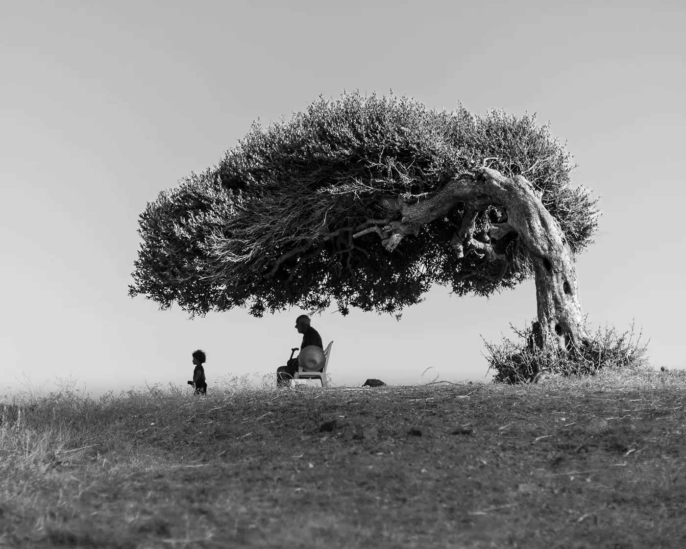 Om Ezitouna, emblématique olivier plié par les vents de Tunisie om ezitouna emblematique olivier plie par les vents de tunisie sidi mechreg 2 om-ezitouna-emblematique-olivier-plie-par-les-vents-de-tunisie-sidi-mechreg-2
