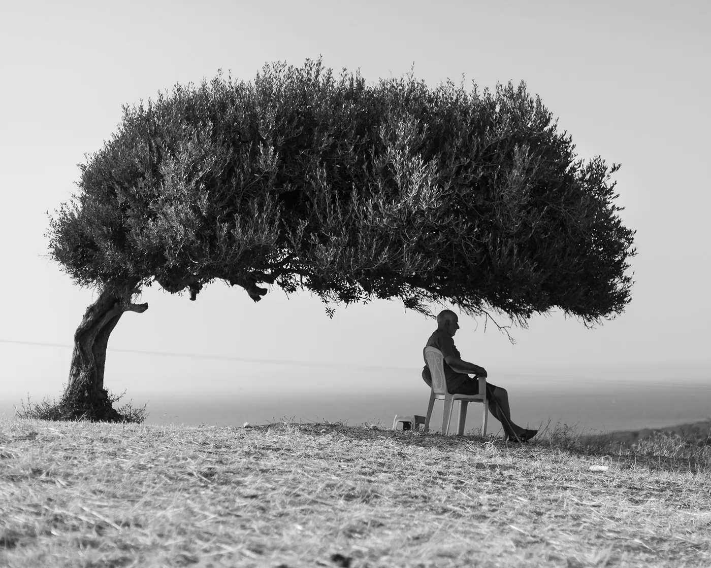 Om Ezitouna, emblématique olivier plié par les vents de Tunisie om ezitouna emblematique olivier plie par les vents de tunisie sidi mechreg 3 om-ezitouna-emblematique-olivier-plie-par-les-vents-de-tunisie-sidi-mechreg-3