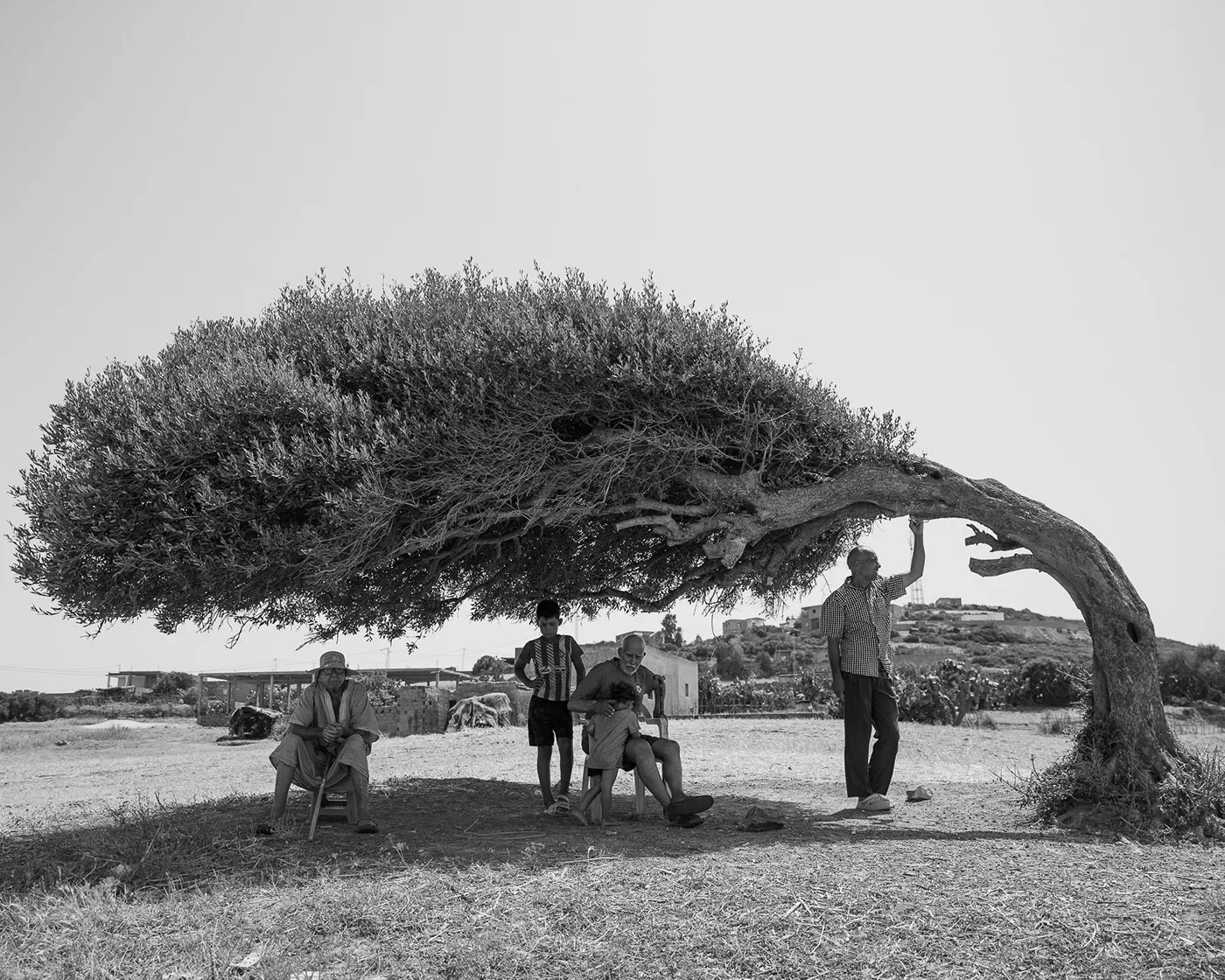 Om Ezitouna, emblématique olivier plié par les vents de Tunisie om ezitouna emblematique olivier plie par les vents de tunisie sidi mechreg 4 om-ezitouna-emblematique-olivier-plie-par-les-vents-de-tunisie-sidi-mechreg-4