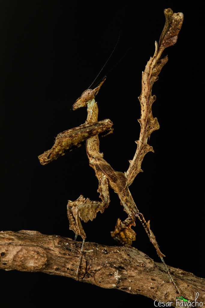 Stenophylla lobivertex, la mante dragon et son appât à mâles stenophylla lobivertex la mante dragon 2 stenophylla-lobivertex-la-mante-dragon-2