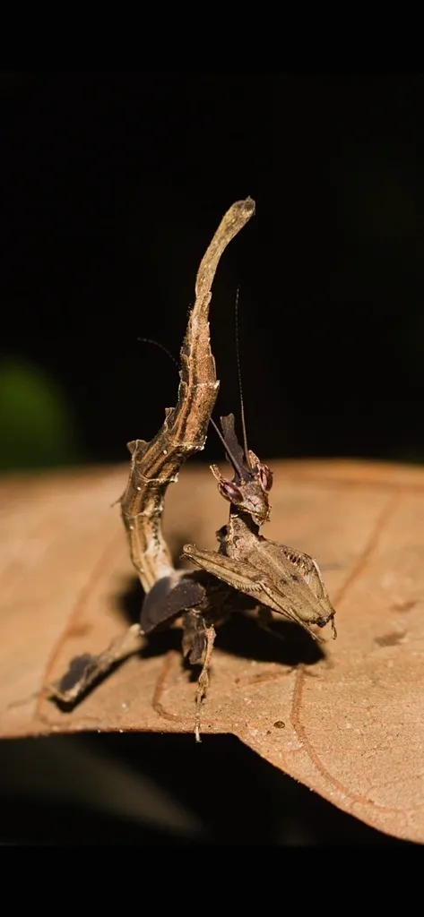 Stenophylla lobivertex, la mante dragon et son appât à mâles stenophylla lobivertex la mante dragon 3 stenophylla-lobivertex-la-mante-dragon-3