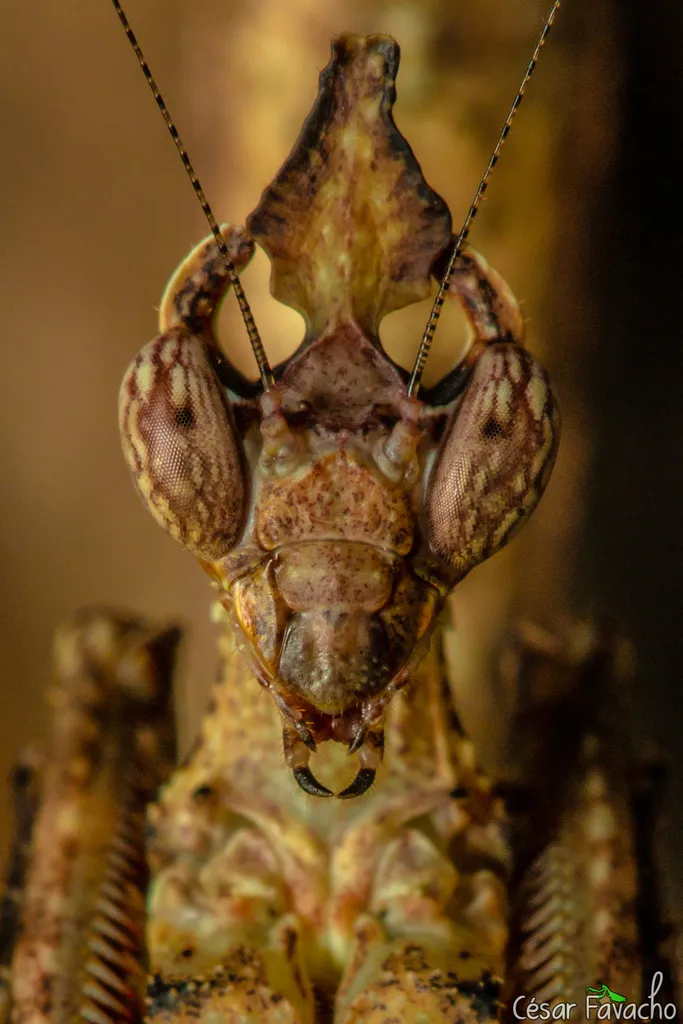 Stenophylla lobivertex, la mante dragon et son appât à mâles stenophylla lobivertex la mante dragon 7 stenophylla-lobivertex-la-mante-dragon-7