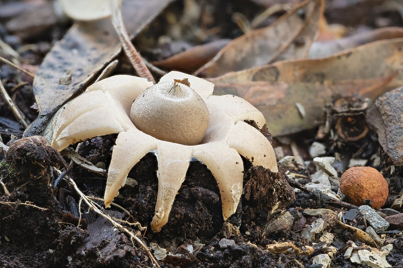 L' étoile de terre, un étrange champignon en forme d'étoile l etoile de terre un etrange champignon en forme d etoile geastrum 1 l-etoile-de-terre-un-etrange-champignon-en-forme-d-etoile-geastrum-1