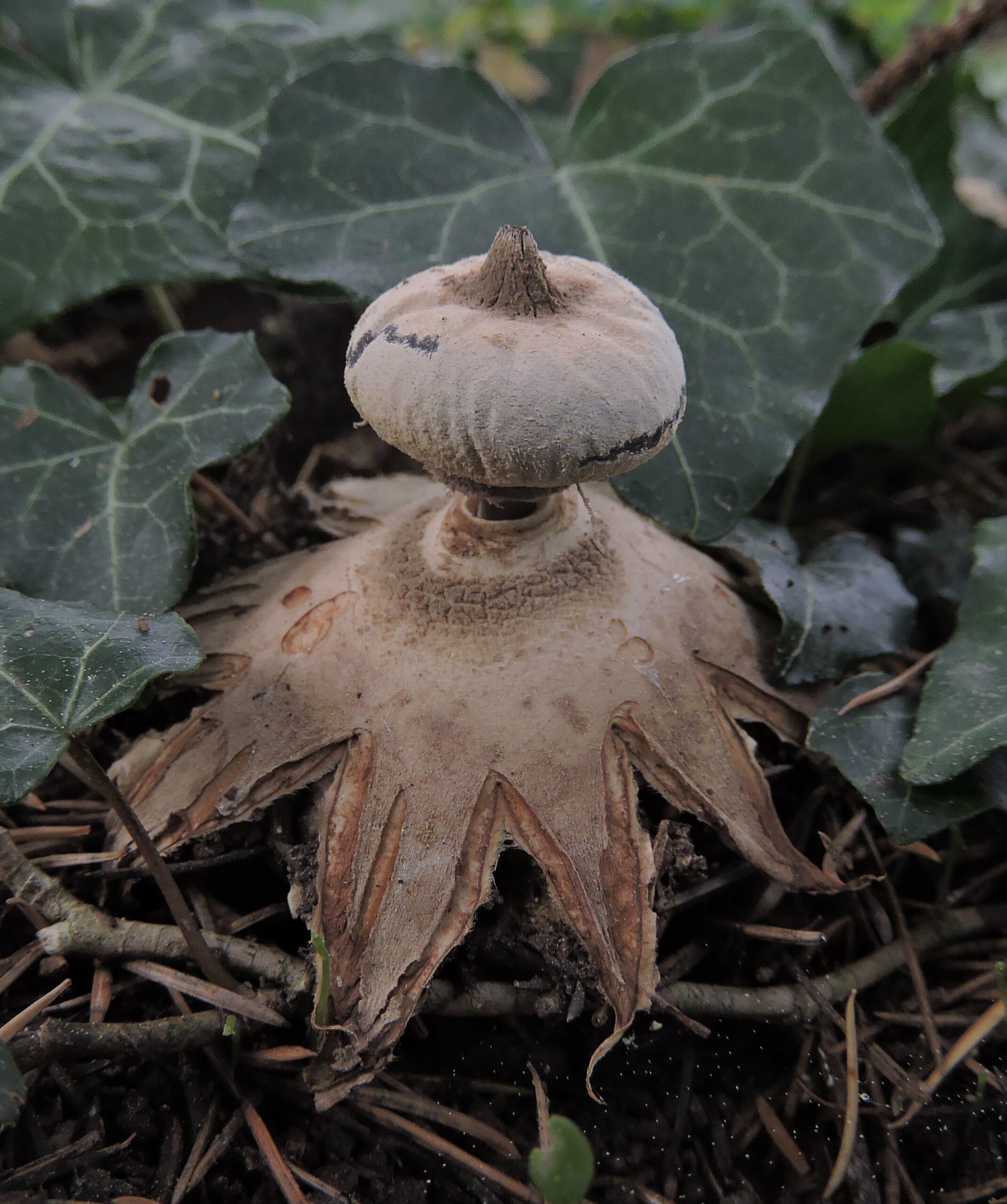 L' étoile de terre, un étrange champignon en forme d'étoile l etoile de terre un etrange champignon en forme d etoile geastrum 11 scaled l-etoile-de-terre-un-etrange-champignon-en-forme-d-etoile-geastrum-11