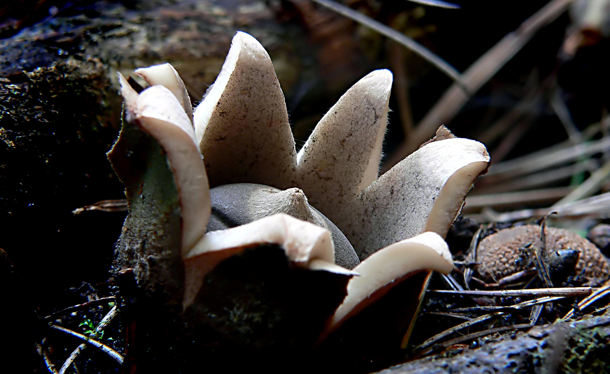 L' étoile de terre, un étrange champignon en forme d'étoile l etoile de terre un etrange champignon en forme d etoile geastrum 2 l-etoile-de-terre-un-etrange-champignon-en-forme-d-etoile-geastrum-2