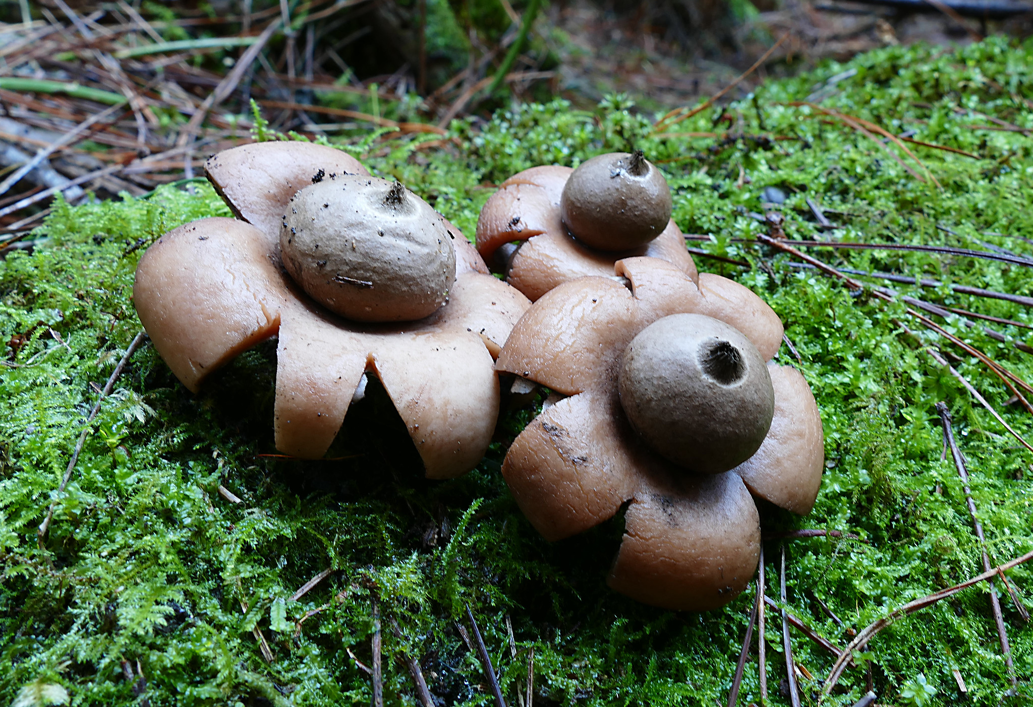 L' étoile de terre, un étrange champignon en forme d'étoile l etoile de terre un etrange champignon en forme d etoile geastrum 3 l-etoile-de-terre-un-etrange-champignon-en-forme-d-etoile-geastrum-3