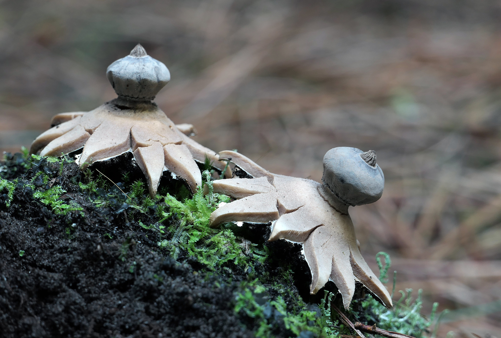 L' étoile de terre, un étrange champignon en forme d'étoile l etoile de terre un etrange champignon en forme d etoile geastrum 5 l-etoile-de-terre-un-etrange-champignon-en-forme-d-etoile-geastrum-5