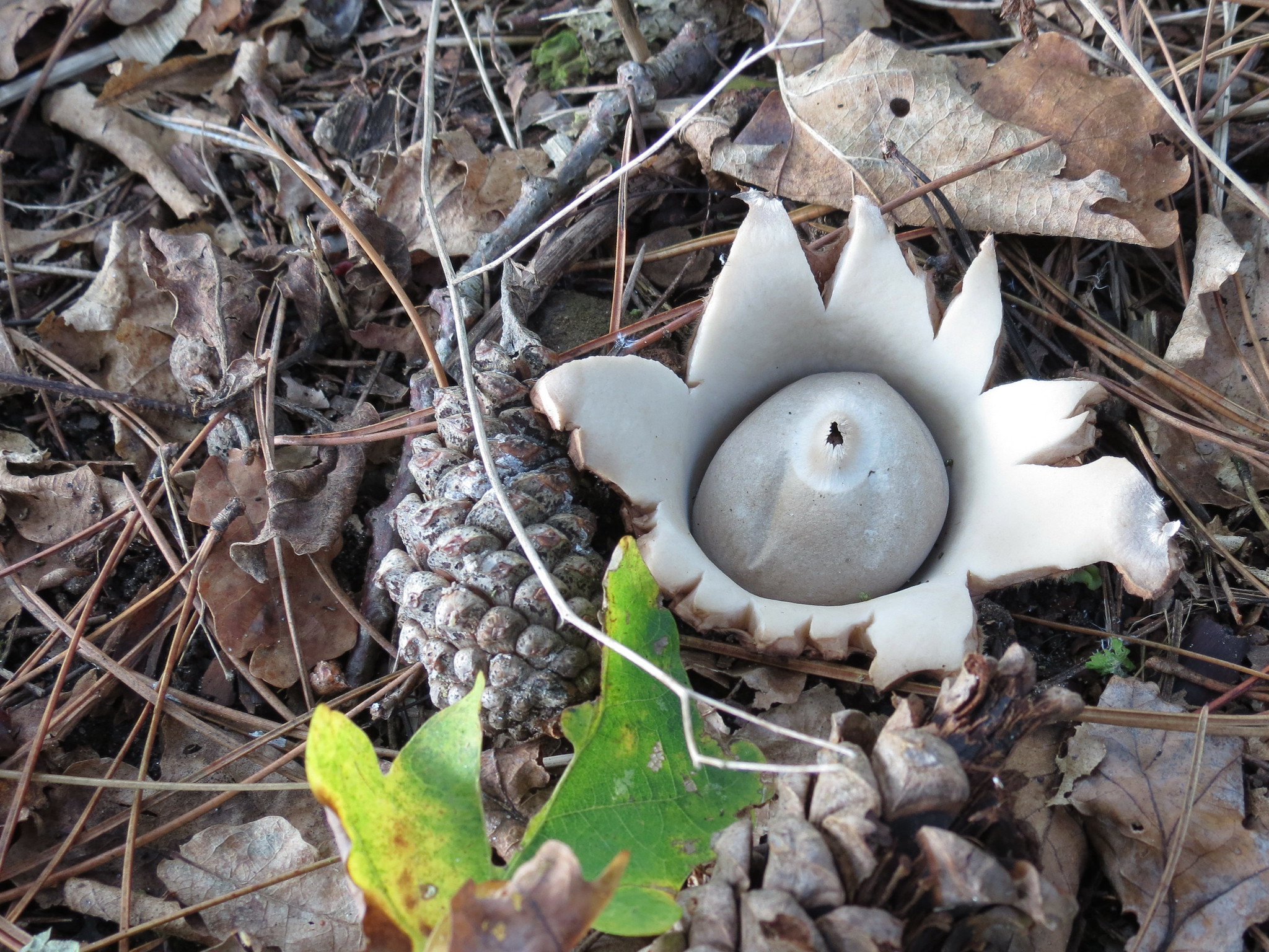 L' étoile de terre, un étrange champignon en forme d'étoile l etoile de terre un etrange champignon en forme d etoile geastrum 7 l-etoile-de-terre-un-etrange-champignon-en-forme-d-etoile-geastrum-7