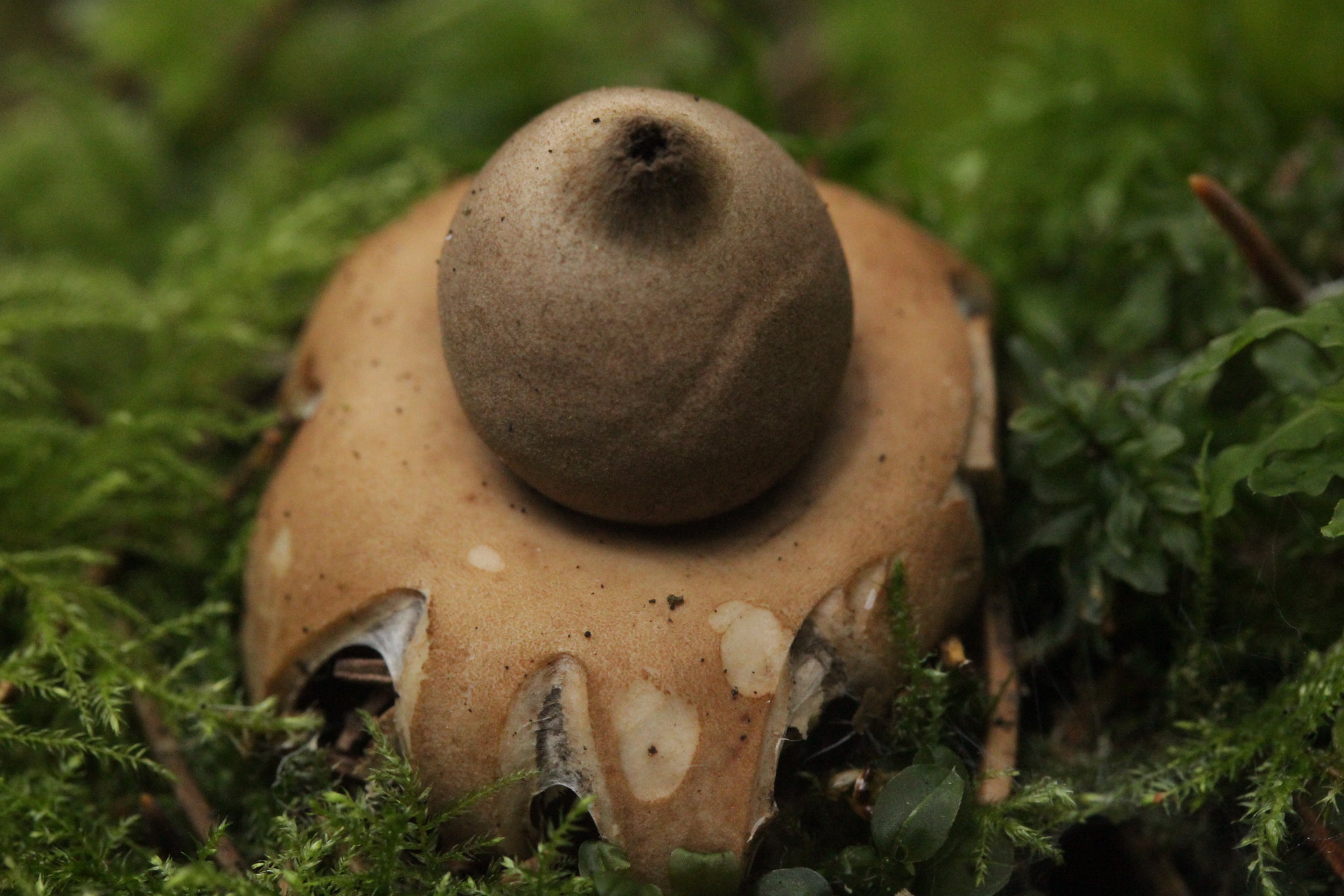 L' étoile de terre, un étrange champignon en forme d'étoile l etoile de terre un etrange champignon en forme d etoile geastrum 8 l-etoile-de-terre-un-etrange-champignon-en-forme-d-etoile-geastrum-8.