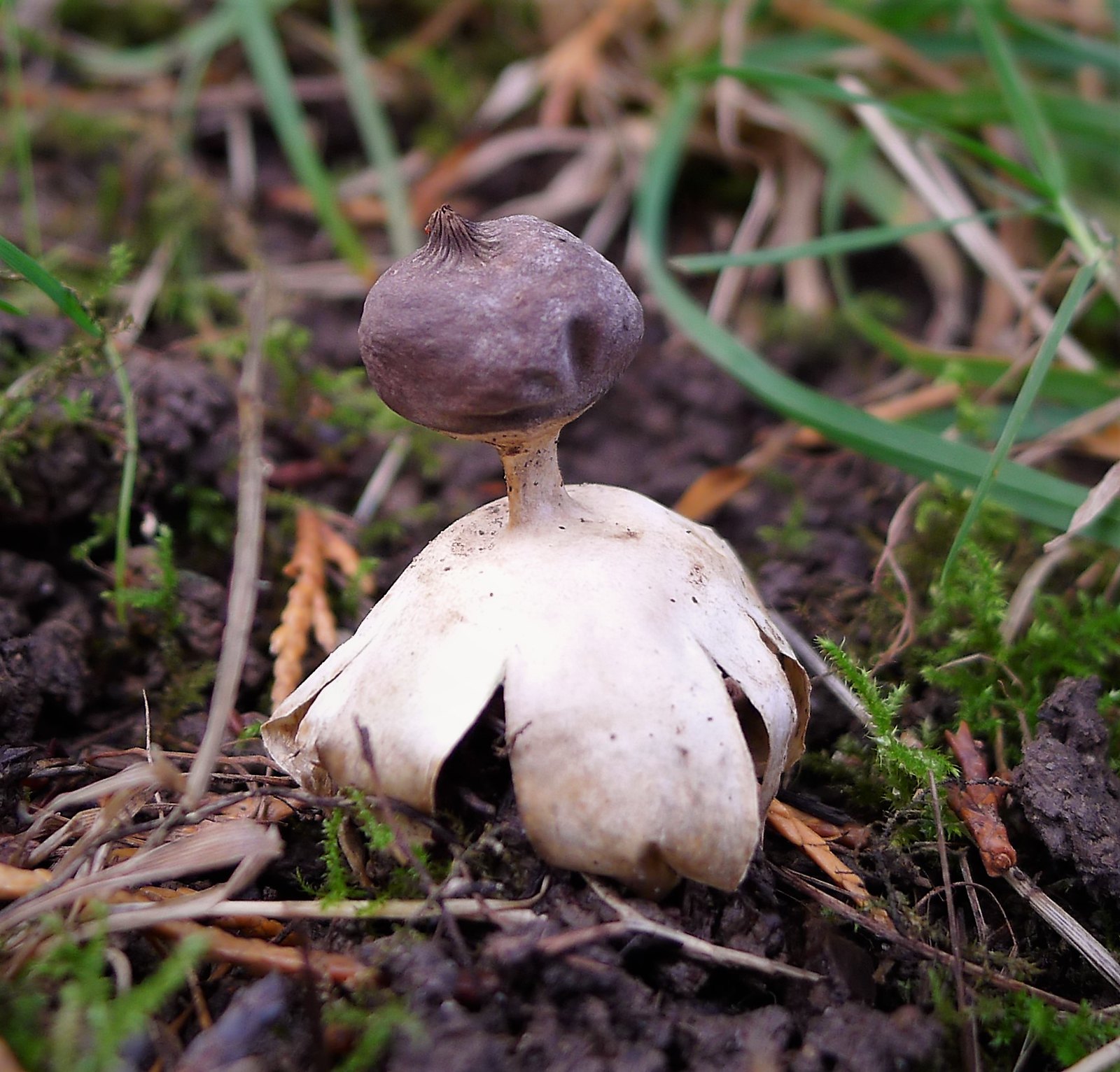 L' étoile de terre, un étrange champignon en forme d'étoile l etoile de terre un etrange champignon en forme d etoile geastrum 9 l-etoile-de-terre-un-etrange-champignon-en-forme-d-etoile-geastrum-9
