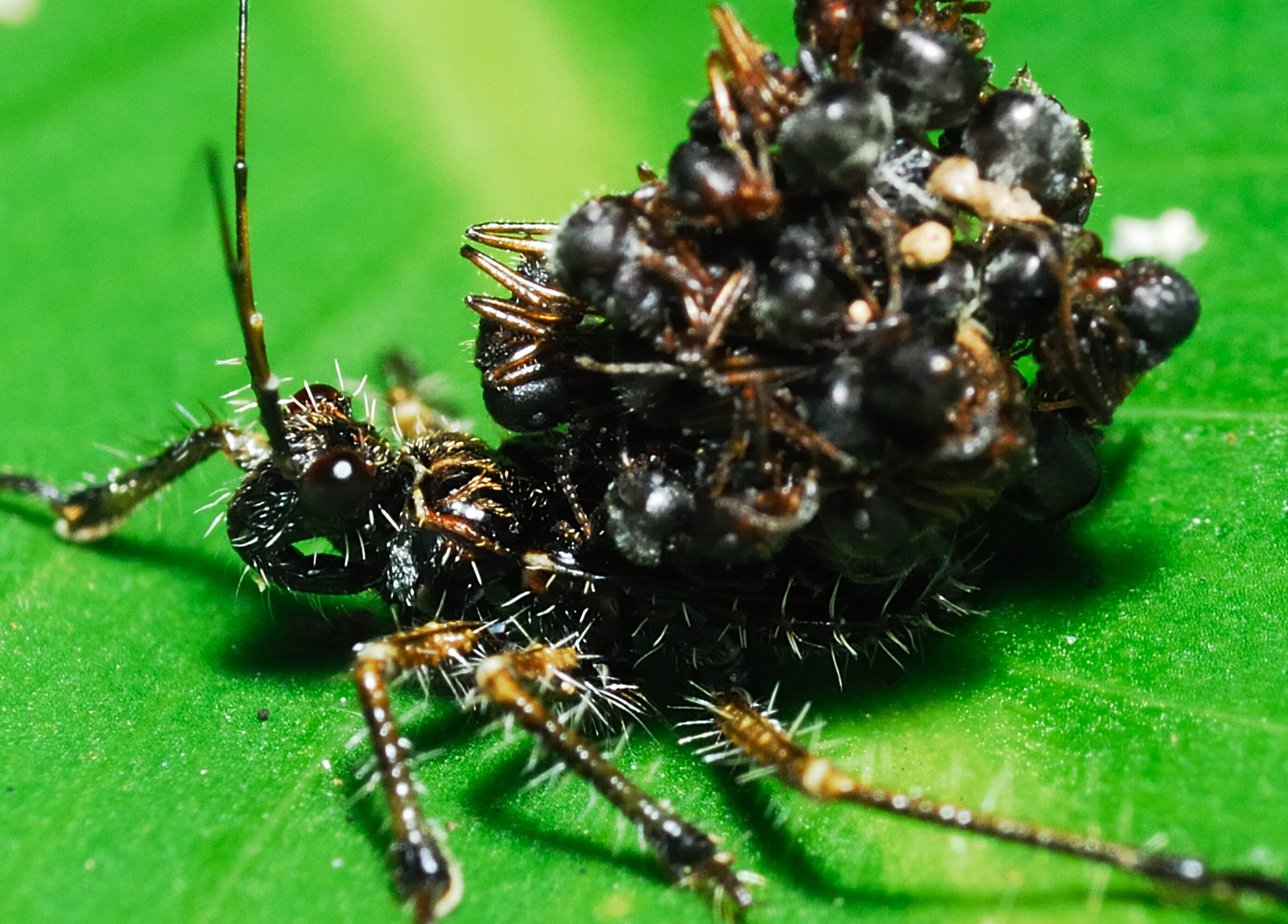 Acanthaspis petax, la punaise assassine à la carapace de cadavres acanthaspis petax la punaise assassine a la carapace de cadavres 5 acanthaspis-petax-la-punaise-assassine-a-la-carapace-de-cadavres-5