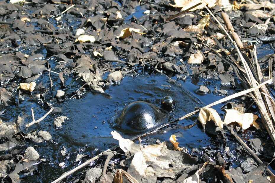 La mouche du pétrole, la seule espèce d'insecte capable de se développer dans le pétrole brut asphalte naturel la brea tar pits Suintement d’asphalte naturel aux La Brea Tar Pits à Los Angeles