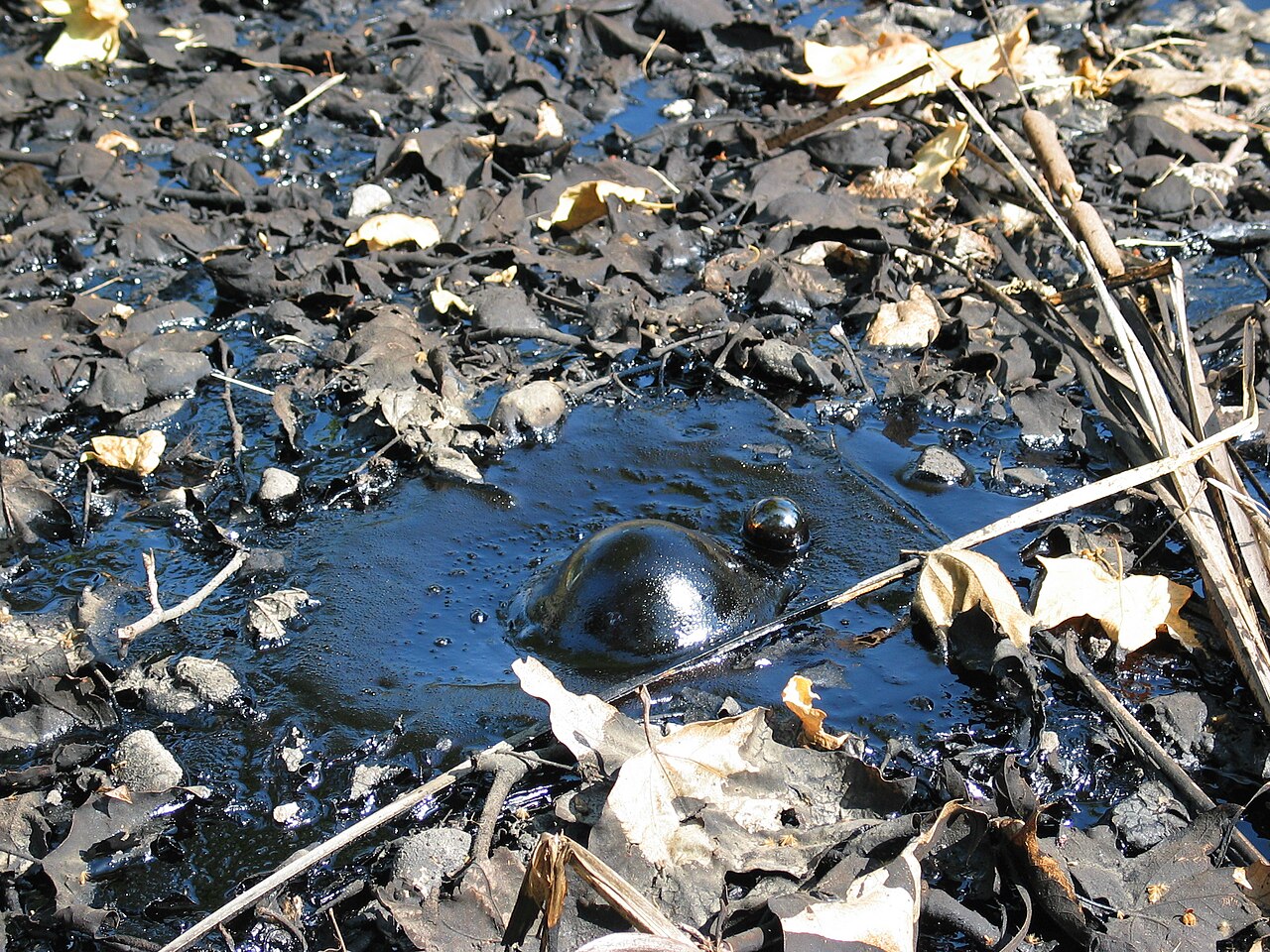 Suintement d’asphalte naturel aux La Brea Tar Pits à Los Angeles