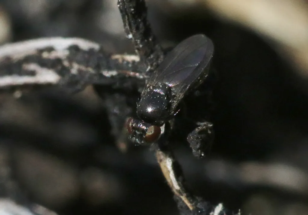 La mouche du pétrole, la seule espèce d'insecte capable de se développer dans le pétrole brut la mouche du petrole la seule espece dinsecte capable de se developper dans le petrole brut Diasemocera petrolei 3 la-mouche-du-petrole-la-seule-espece-dinsecte-capable-de-se-developper-dans-le-petrole-brut-Diasemocera-petrolei-3