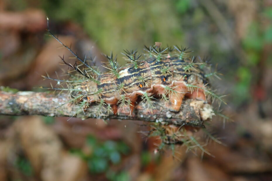 Lonomia obliqua, la chenille la plus dangereuse du monde lonomia obliqua chenille epines tueuse Chenille Lonomia obliqua aux épines venimeuses photographiée dans son environnement naturel