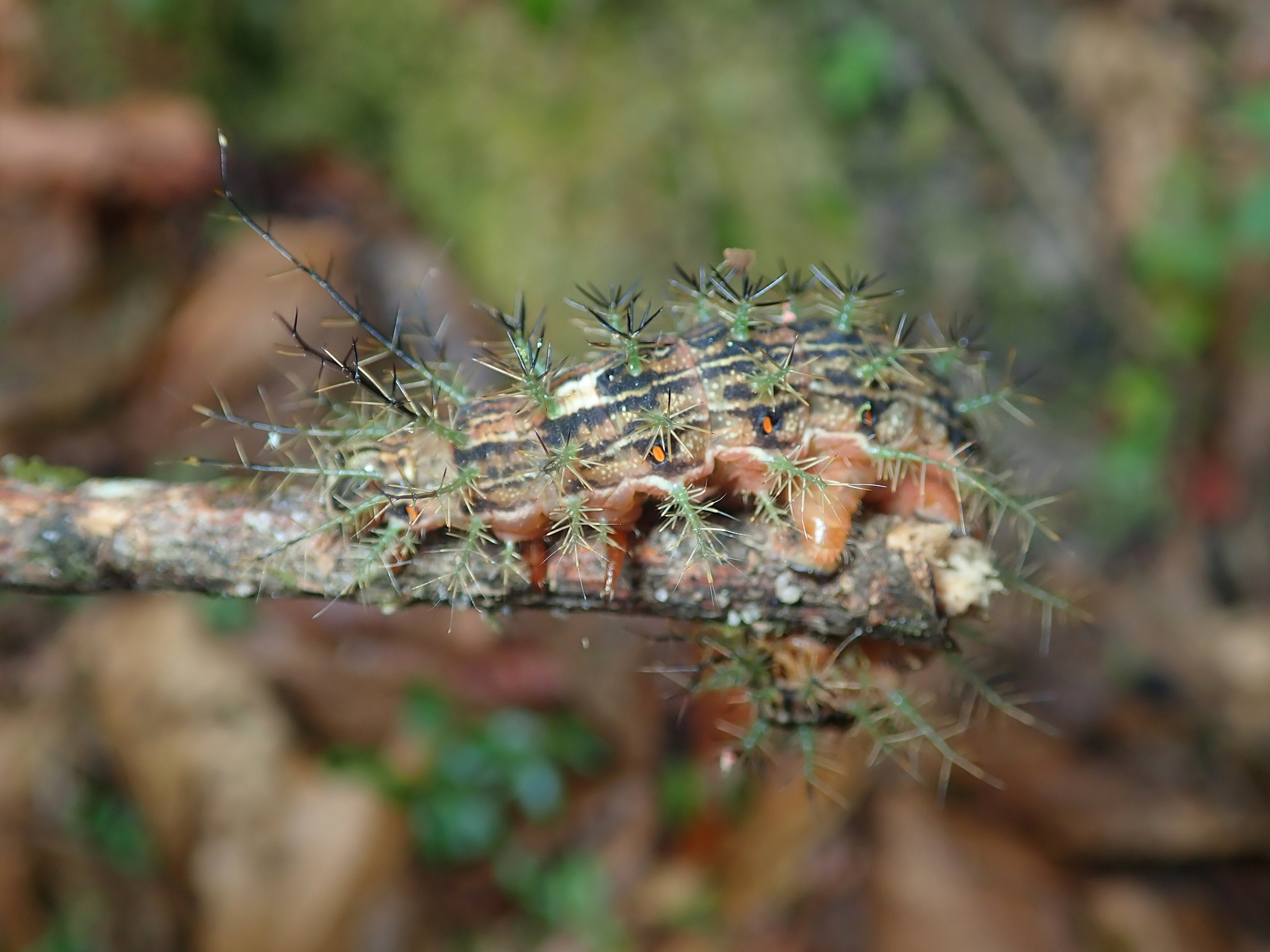 lonomia obliqua chenille epines tueuse Chenille Lonomia obliqua aux épines venimeuses photographiée dans son environnement naturel