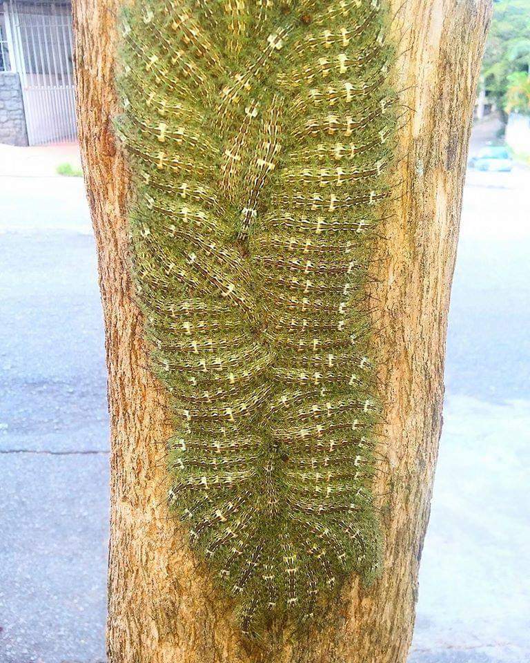 lonomia obliqua groupe chenilles tronc Groupe de chenilles Lonomia obliqua rassemblées en grappe sur un tronc d'arbre