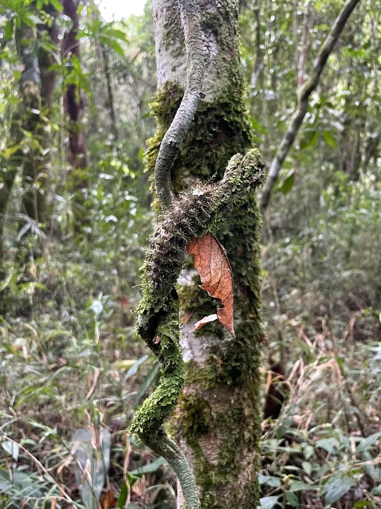 Lonomia obliqua, la chenille la plus dangereuse du monde lonomia obliqua la chenille la plus dangereuse du monde 2 lonomia-obliqua-la-chenille-la-plus-dangereuse-du-monde-2