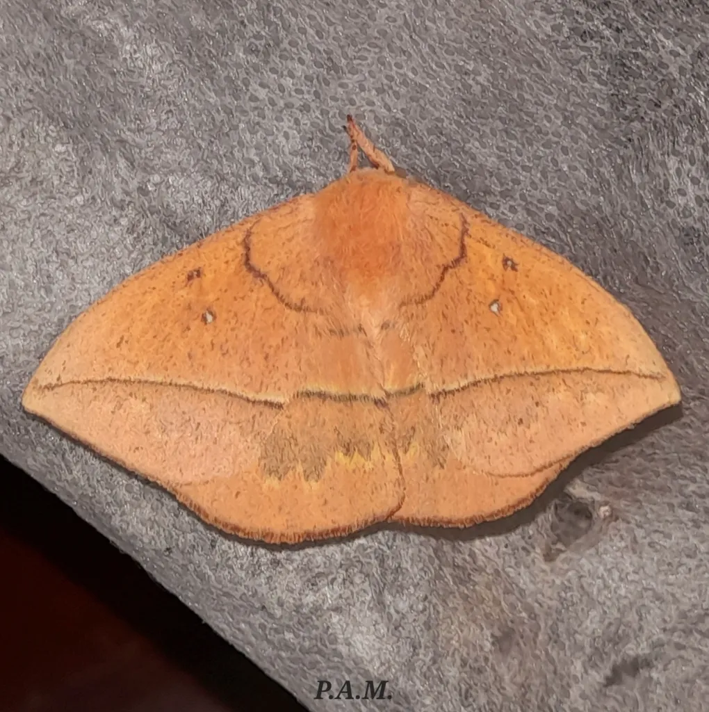 Lonomia obliqua, la chenille la plus dangereuse du monde lonomia obliqua la chenille la plus dangereuse du monde 3 lonomia-obliqua-la-chenille-la-plus-dangereuse-du-monde-3