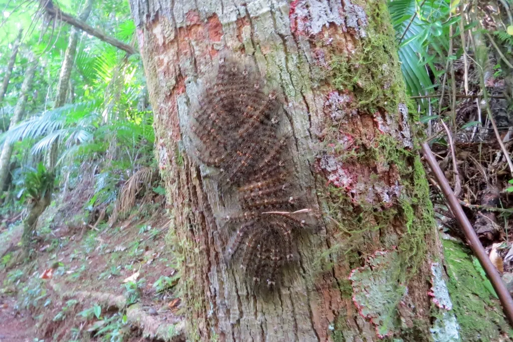 Lonomia obliqua, la chenille la plus dangereuse du monde lonomia obliqua la chenille la plus dangereuse du monde 4 lonomia-obliqua-la-chenille-la-plus-dangereuse-du-monde-4.