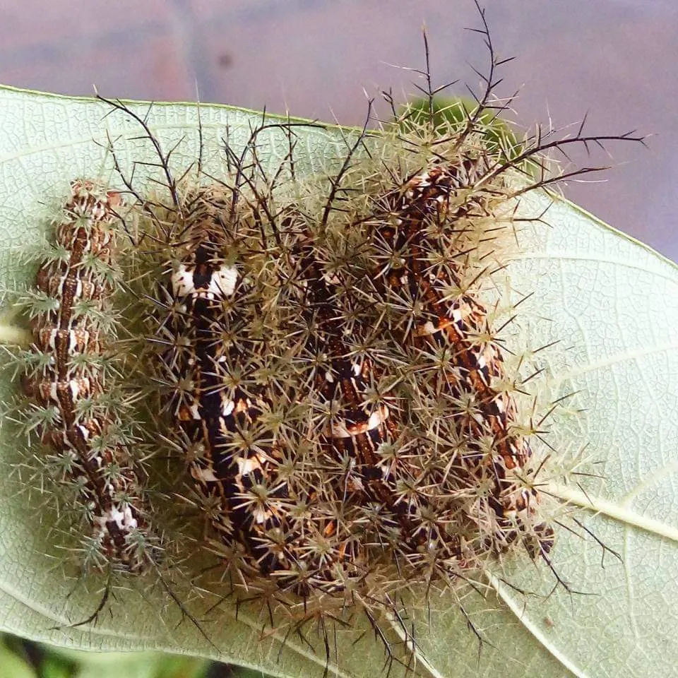 Lonomia obliqua, la chenille la plus dangereuse du monde lonomia obliqua la chenille la plus dangereuse du monde 5 lonomia-obliqua-la-chenille-la-plus-dangereuse-du-monde-5.