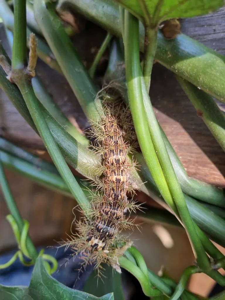 Lonomia obliqua, la chenille la plus dangereuse du monde lonomia obliqua la chenille la plus dangereuse du monde 7 lonomia-obliqua-la-chenille-la-plus-dangereuse-du-monde-7