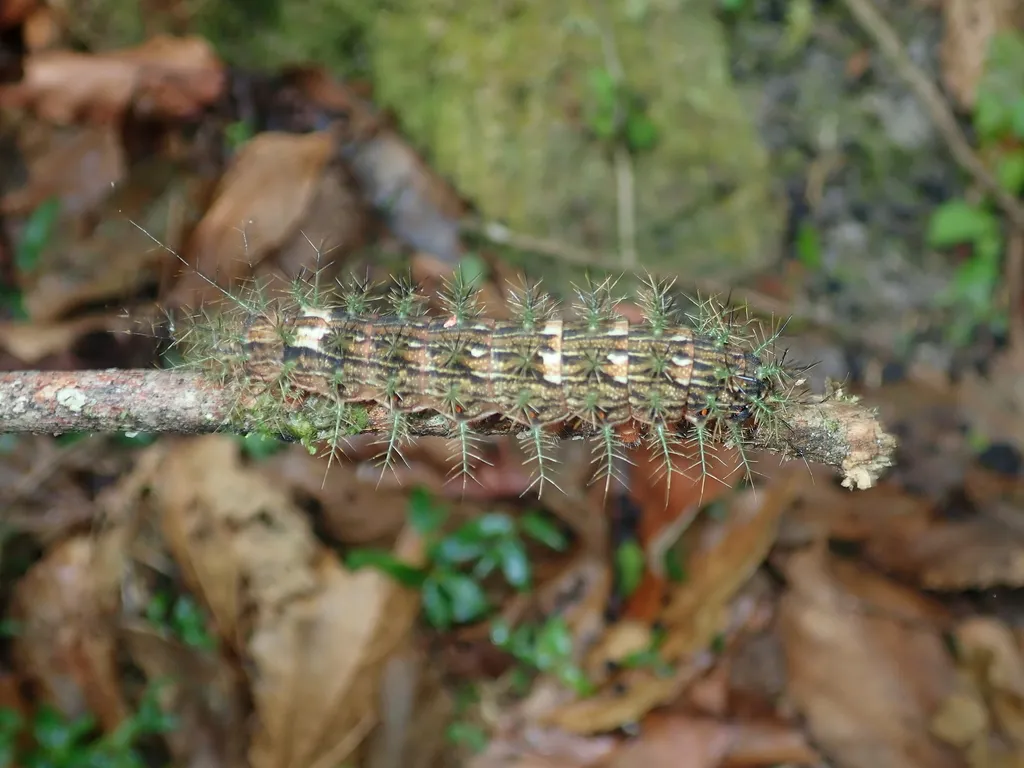 Lonomia obliqua, la chenille la plus dangereuse du monde lonomia obliqua la chenille la plus dangereuse du monde 8 lonomia-obliqua-la-chenille-la-plus-dangereuse-du-monde-8