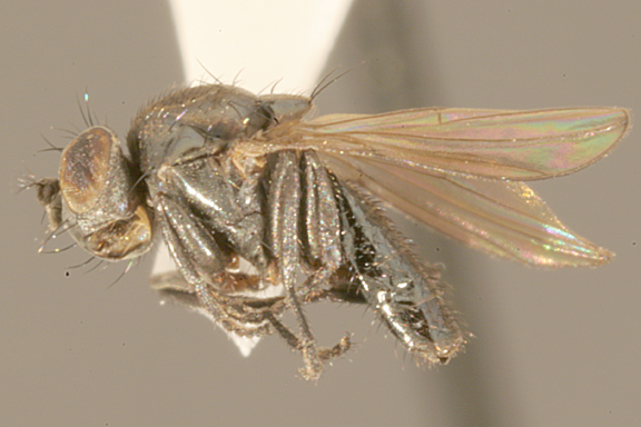 Mouche du pétrole adulte Diasemocera petrolei, aussi appelée Helaeomyia petrolei