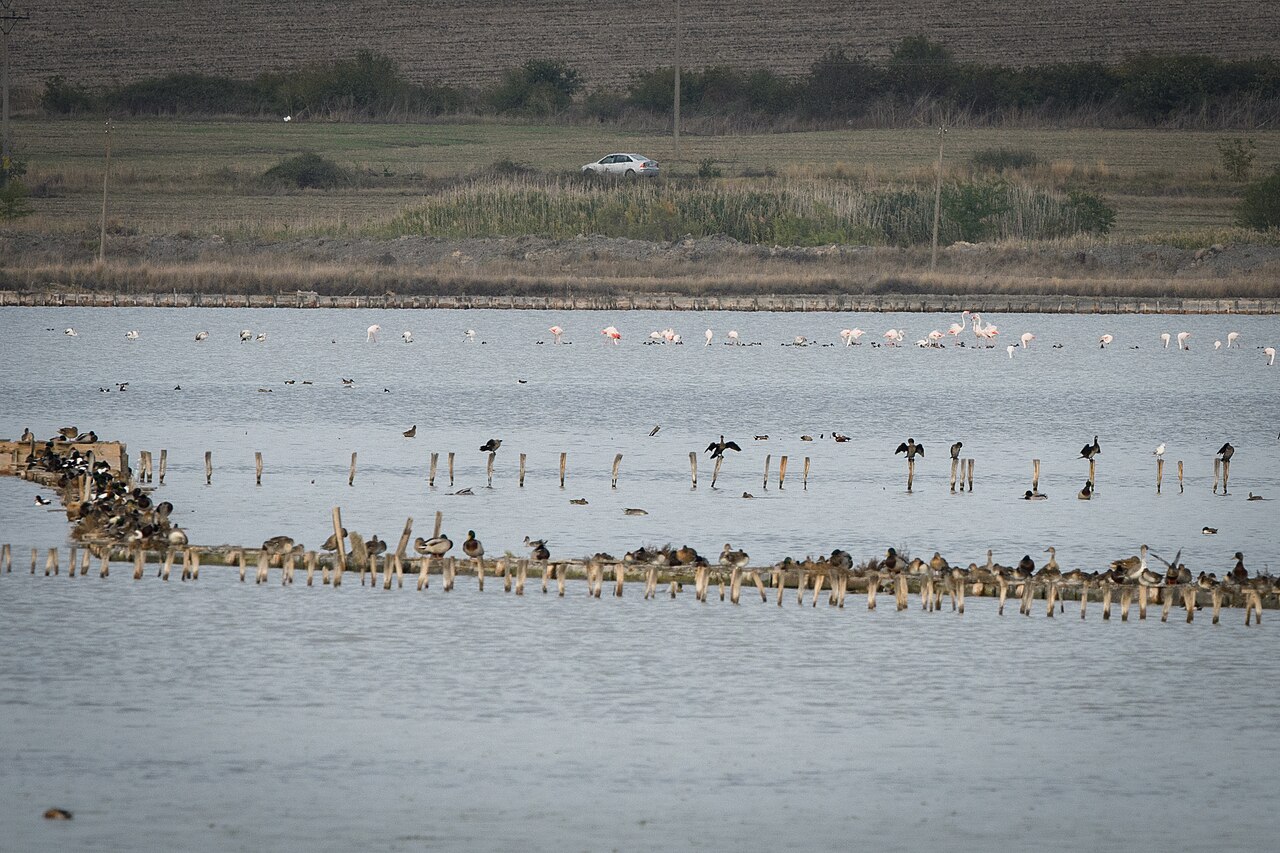 flamants roses lac atanasovsko bulgarie Flamants roses sur le lac Atanasovsko en Bulgarie