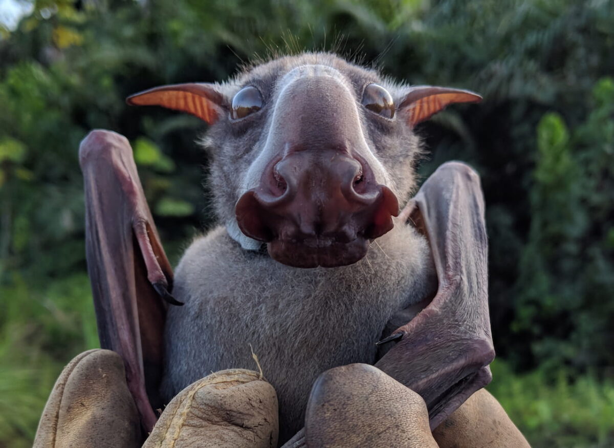 Hypsignathus monstrosus : la plus grande chauve-souris d'Afrique hypsignathus monstrosus chauve souris geante la plus grande chauve souris d afrique 1 hypsignathus-monstrosus-chauve-souris-geante-la-plus-grande-chauve-souris-d-afrique-1