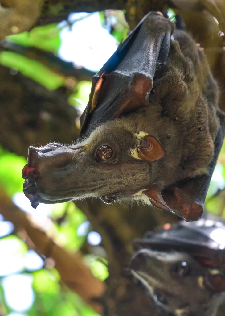 Hypsignathus monstrosus : la plus grande chauve-souris d'Afrique hypsignathus monstrosus chauve souris geante la plus grande chauve souris d afrique 2 hypsignathus-monstrosus-chauve-souris-geante-la-plus-grande-chauve-souris-d-afrique-2