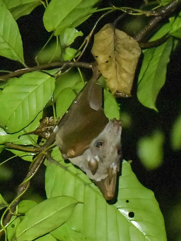 Hypsignathus monstrosus : la plus grande chauve-souris d'Afrique hypsignathus monstrosus chauve souris geante la plus grande chauve souris d afrique 3 hypsignathus-monstrosus-chauve-souris-geante-la-plus-grande-chauve-souris-d-afrique-3