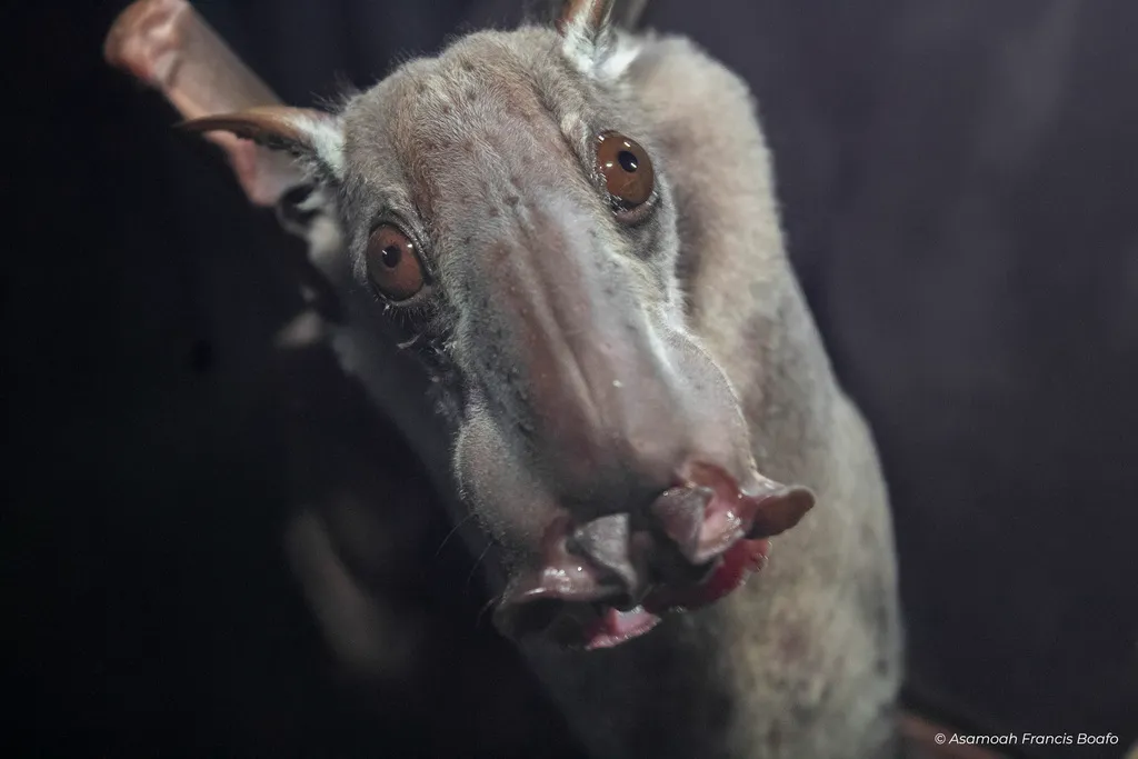 Hypsignathus monstrosus : la plus grande chauve-souris d'Afrique hypsignathus monstrosus chauve souris geante la plus grande chauve souris d afrique 4 hypsignathus-monstrosus-chauve-souris-geante-la-plus-grande-chauve-souris-d-afrique-4