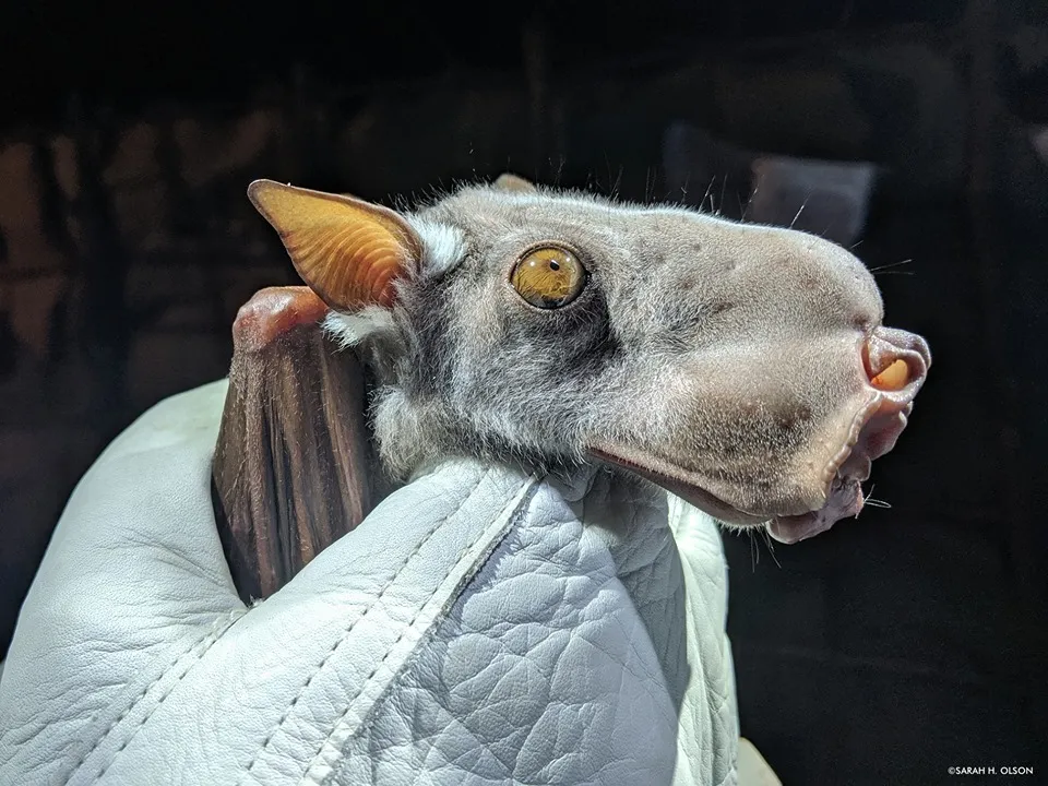 Hypsignathus monstrosus : la plus grande chauve-souris d'Afrique hypsignathus monstrosus chauve souris geante la plus grande chauve souris d afrique 5 hypsignathus-monstrosus-chauve-souris-geante-la-plus-grande-chauve-souris-d-afrique-5