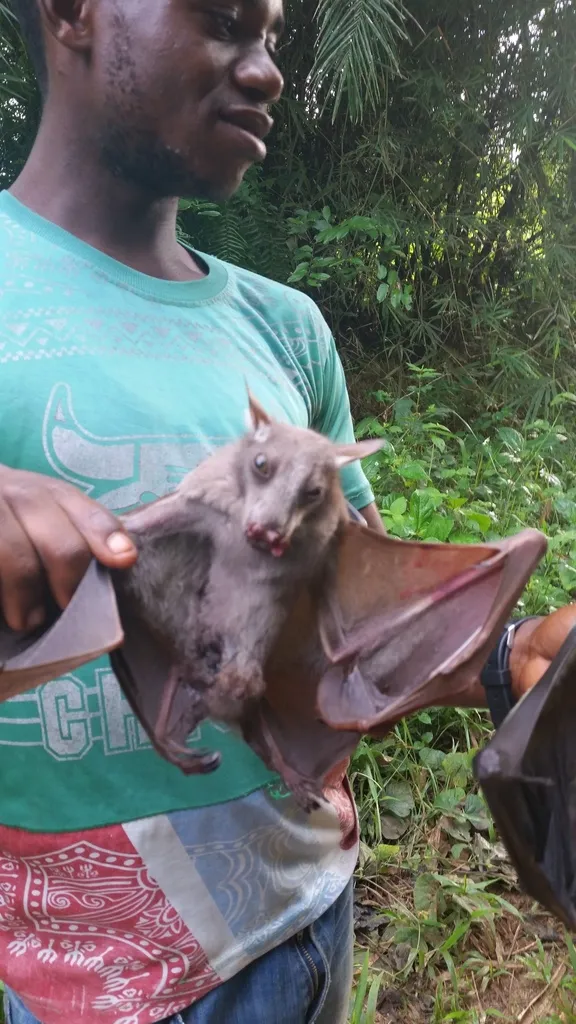 Hypsignathus monstrosus : la plus grande chauve-souris d'Afrique hypsignathus monstrosus chauve souris geante la plus grande chauve souris d afrique 6 hypsignathus-monstrosus-chauve-souris-geante-la-plus-grande-chauve-souris-d-afrique-6