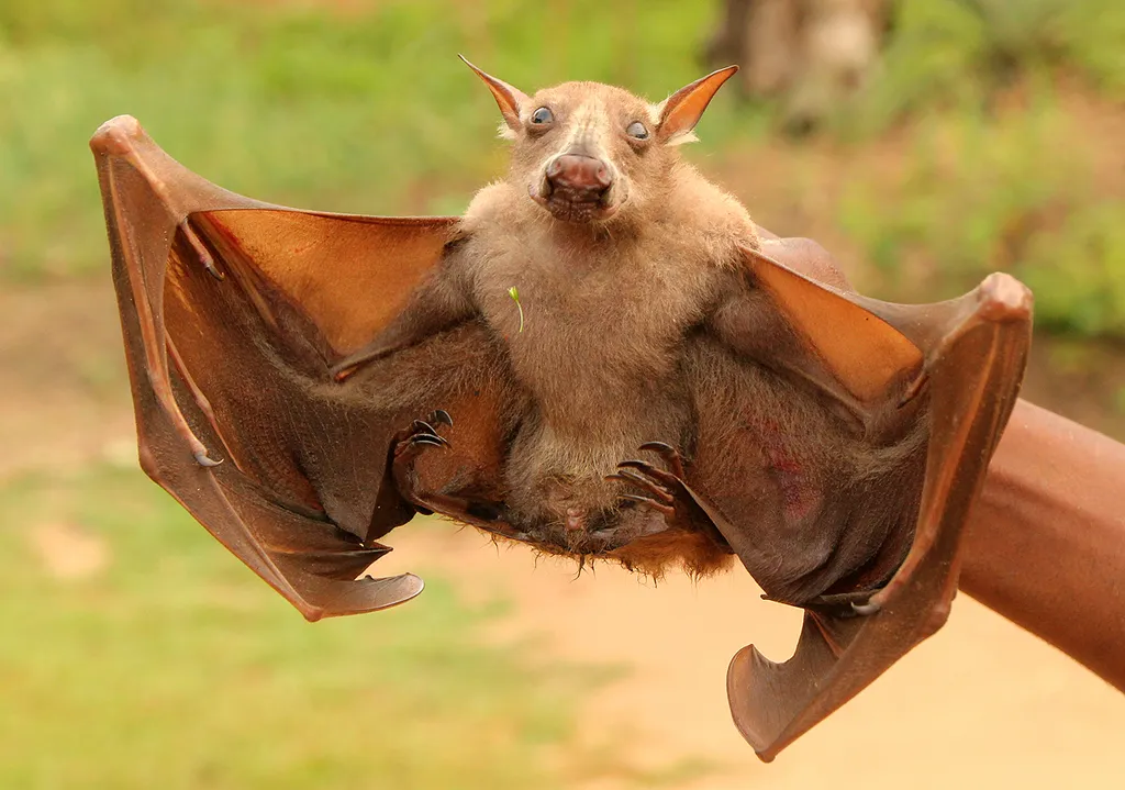 Hypsignathus monstrosus : la plus grande chauve-souris d'Afrique hypsignathus monstrosus chauve souris geante la plus grande chauve souris d afrique 7 hypsignathus-monstrosus-chauve-souris-geante-la-plus-grande-chauve-souris-d-afrique-7