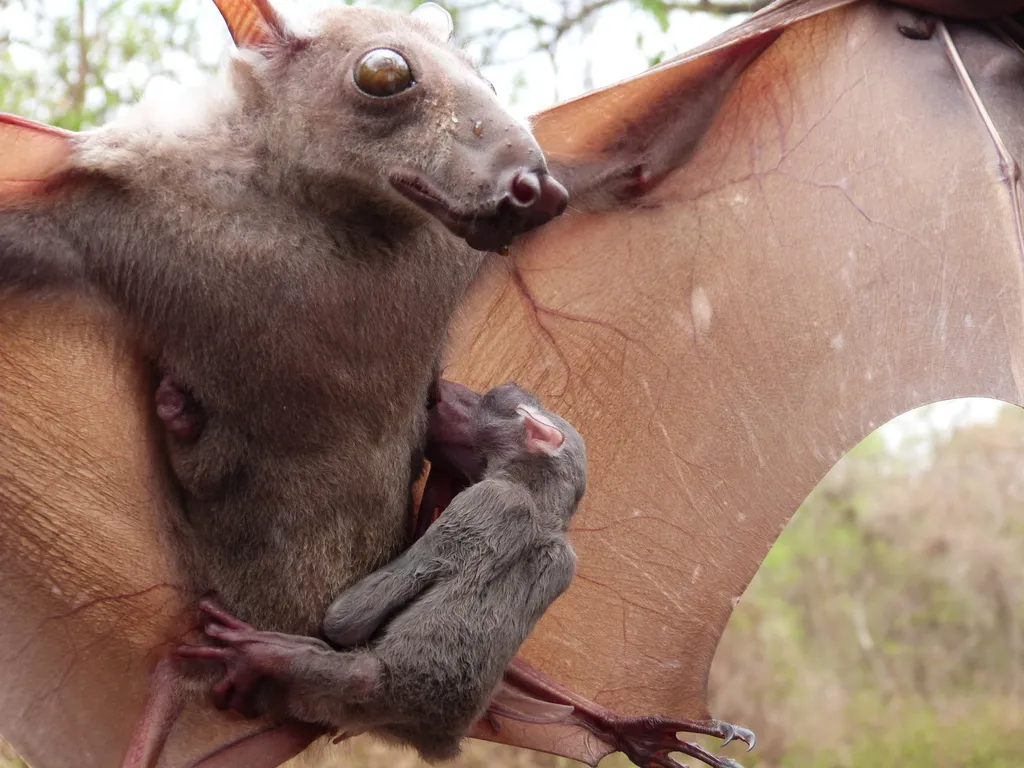 Hypsignathus monstrosus : la plus grande chauve-souris d'Afrique hypsignathus monstrosus chauve souris geante la plus grande chauve souris d afrique 8 hypsignathus-monstrosus-chauve-souris-geante-la-plus-grande-chauve-souris-d-afrique-8