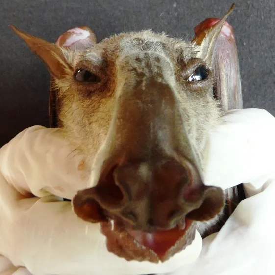 Hypsignathus monstrosus : la plus grande chauve-souris d'Afrique hypsignathus monstrosus chauve souris geante la plus grande chauve souris d afrique 9 hypsignathus-monstrosus-chauve-souris-geante-la-plus-grande-chauve-souris-d-afrique-9