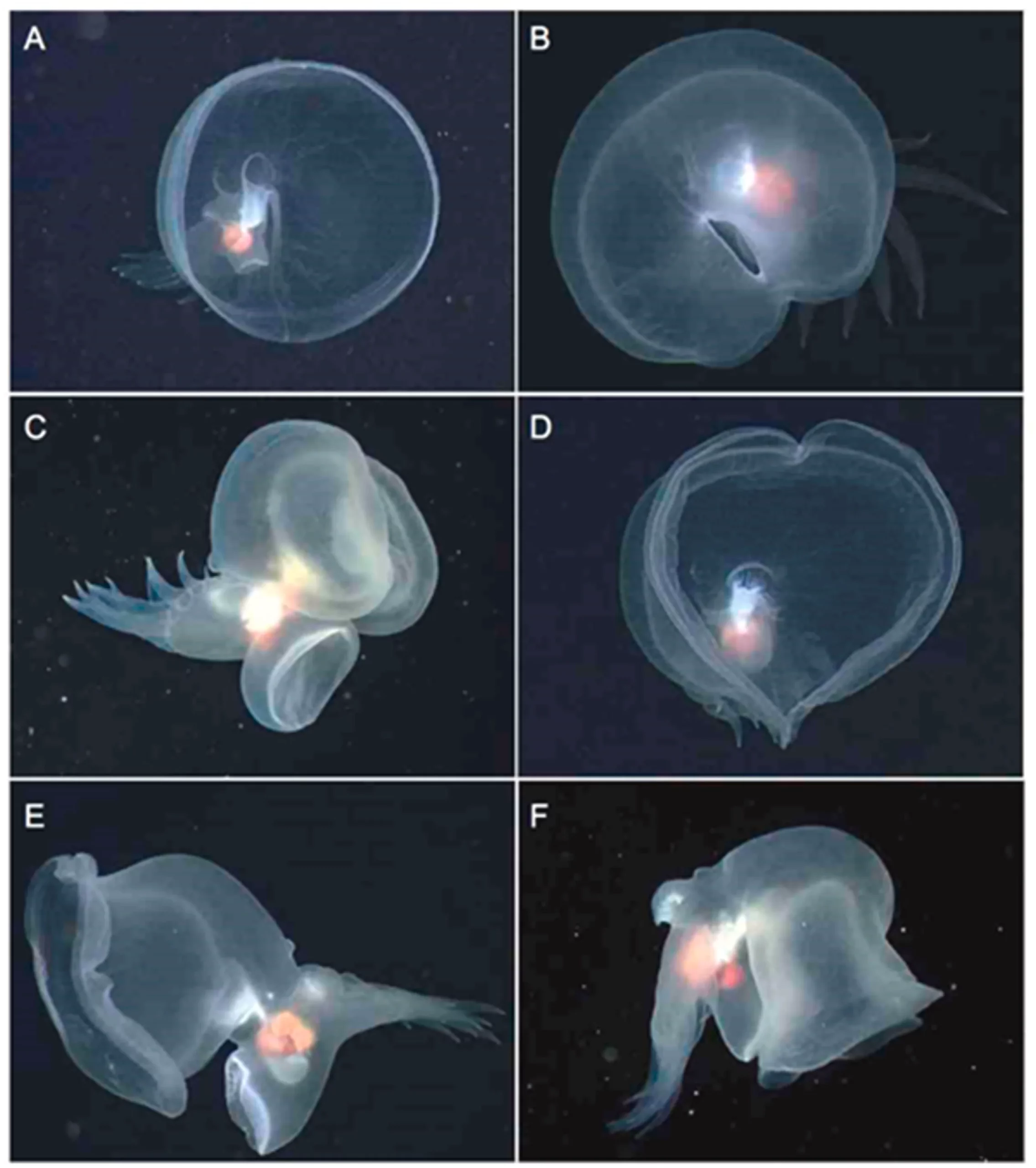 Le mollusque mystère: une limace de mer bioluminescente le mollusque mystere une limace de mer bioluminescente video 2 scaled le-mollusque-mystere-une-limace-de-mer-bioluminescente-video-2