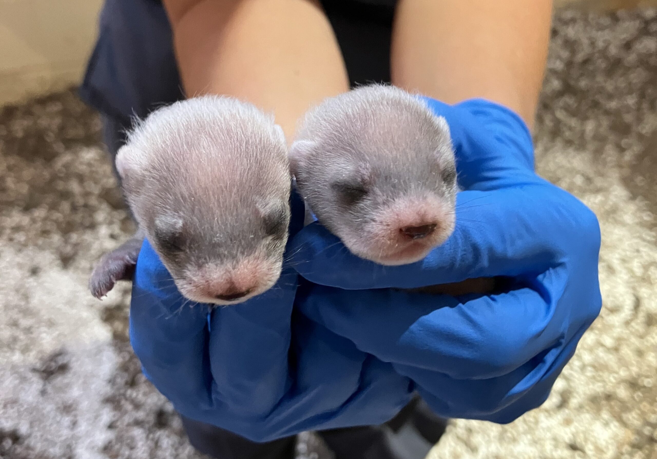 Les premiers bébés d'un clone de furet à pattes noires les bebes d un clone de furet a pattes noires 1 scaled les-bebes-d-un-clone-de-furet-a-pattes-noires-1