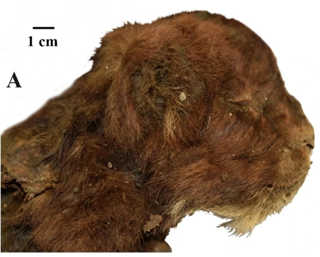 La découverte d'un tigreau à dents de sabre momifié dans le pergélisol sibérien decouverte dun tigreau a dents de sabre momifie dans le pergelisol siberien 1 decouverte-dun-tigreau-a-dents-de-sabre-momifie-dans-le-pergelisol-siberien-1